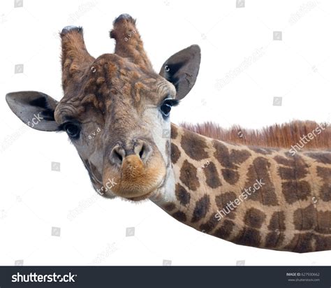 20,595 Giraffe face funny Images, Stock Photos & Vectors | Shutterstock