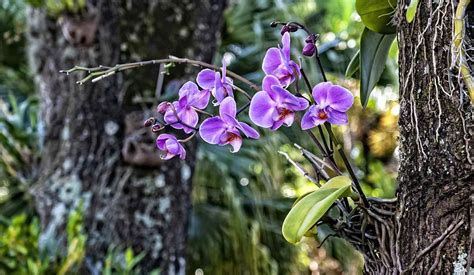 Floral biodiversity risk of extinction: orchids at high risk