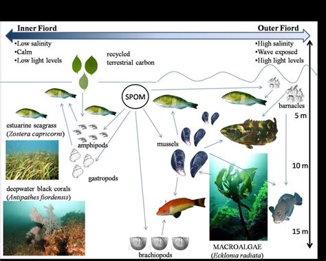 1 Schematic of niche partitioning in the Fiordland wrasse guild.... | Download Scientific Diagram