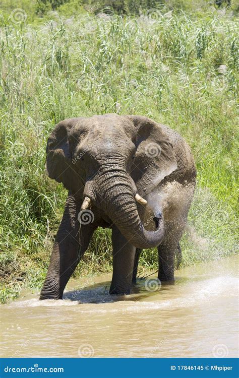 Elephant Spray stock image. Image of safari, africa, water - 17846145