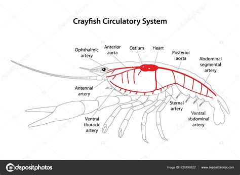 Crayfish Reproductive System Diagram