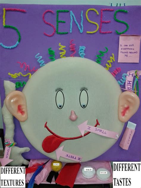 The Five Senses in ECE: Bulletin Boards