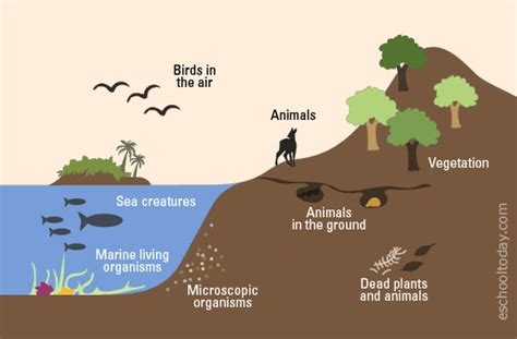 What is The Biosphere and why is it important in The Earth System? – Eschooltoday