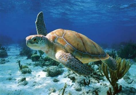 Wildlife - Dry Tortugas national park project