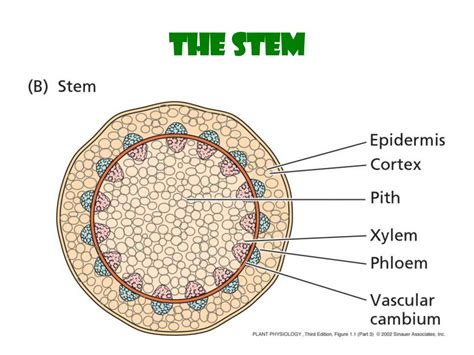 Plant Stem Cell Diagram