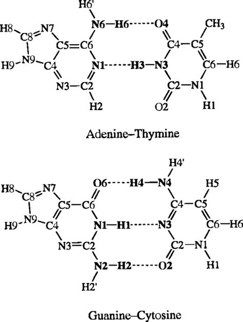 Hydrogen Bonding In Dnapairs