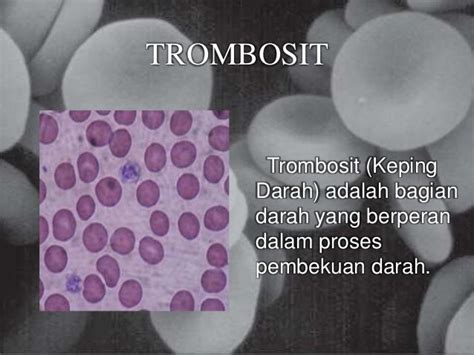 PLASMA DARAH DAN TROMBOSIT