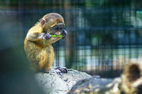 Baby Monkey Hanging at the Back Off Adult Monkey · Free Stock Photo