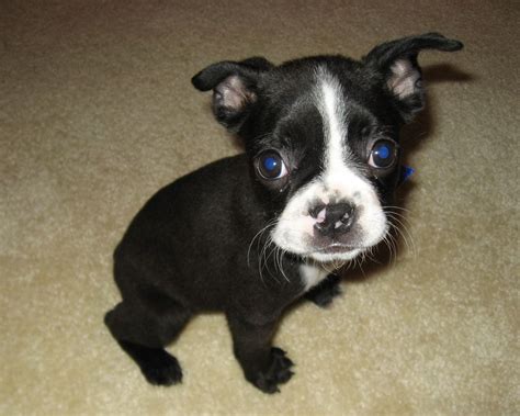 Boston Terrier Boxer Mix Puppies - Pets Lovers