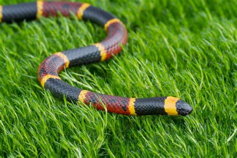 Top 10 Venomous North American Snakes » Petsoid