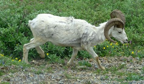 Denali National Park Wildlife: These Are the Animals You Can See in the ...