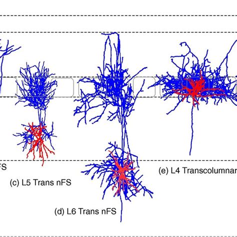 Classical interneuron types. The morphological diversity of classical... | Download Scientific ...