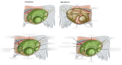 Rumen Anatomy Diagram | Quizlet