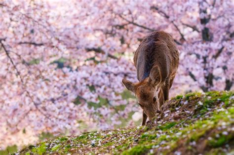 Nara Park, Nara, Japan | Cherry blossom japan, Japan, Kyoto travel