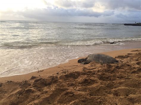 Hawaii Sea Turtle Management 101 – Living Blue