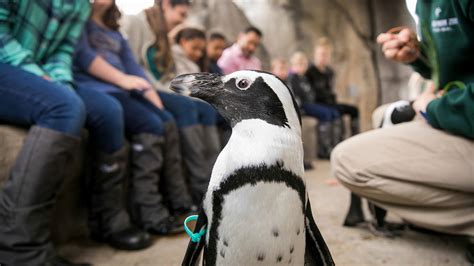 Behind the Scenes at Lincoln Park Zoo’s New Penguin Encounter | Chicago Tonight | WTTW