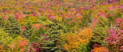 Tree Canopies In Autumn Free Stock Photo - Public Domain Pictures