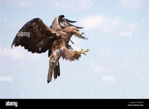 Flying steppe eagle hi-res stock photography and images - Alamy