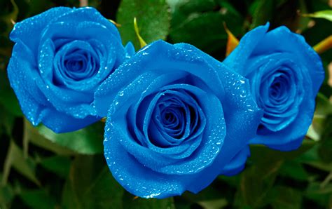 Rosas azules | Florpedia.com