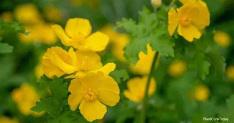 Growing Celandine Poppy: Learn Stylophorum Diphyllum Care