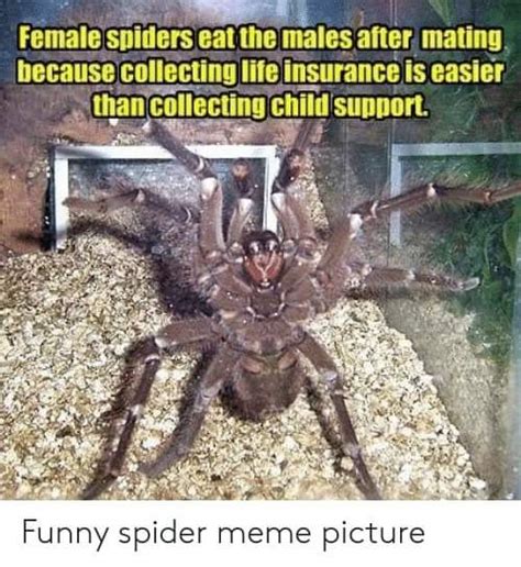 Funny spider meme picture. : r/terriblefacebookmemes