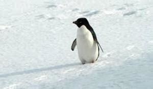 10 Facts about Adelie Penguins - Fact File