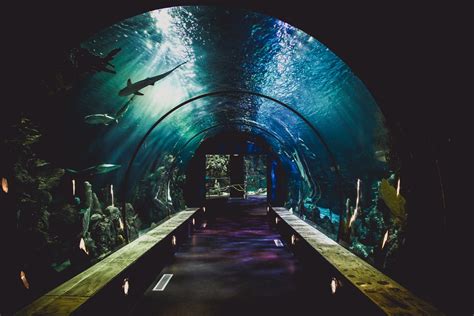 SEA Aquarium Sentosa - Come and Swim with the Sharks