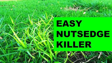 Ortho Nutsedge Killer Label - Best Label Ideas 2019