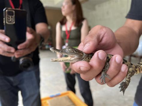 Philippine Crocodile Conservation Center: A Sanctuary for the Philippine Crocodile - Tara Lets ...