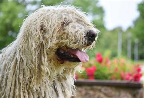 9 Large Dog Breeds With Long Hair - PatchPuppy.com