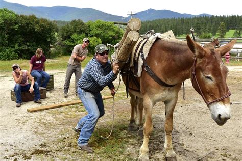 Pack mules do the heavy lifting while offering their brand of education ...