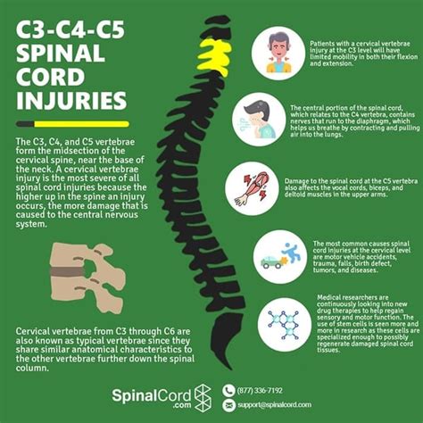 C3, C4, & C5 Vertebrae Spinal Cord Injury | SpinalCord.com (2024)