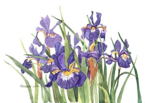 Wild Iris Watercolor Painting Reproduction by Wanda's Watercolors - Etsy