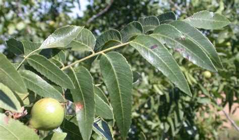 SepulvedaBasinWildlife.org - Common Native Trees