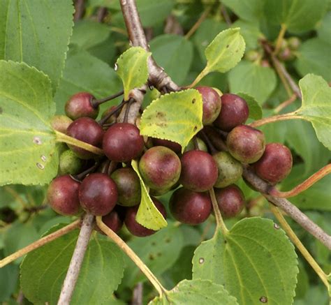 Purple Berries – A Season by a River