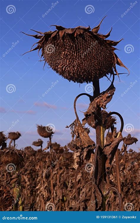 Sunflower Harvesting Stock Photos - Download 2,387 Royalty Free Photos