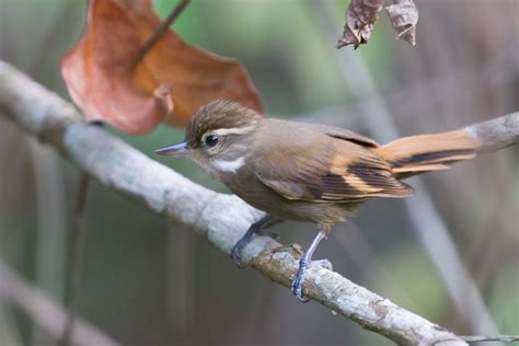 White-throated Xenops Xenops minutus Plain Xenops