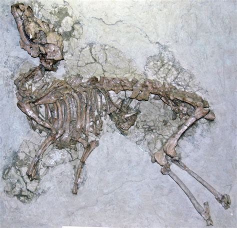 Pseudoprotoceras longinaris (fossil mammal with unborn faw… | Flickr