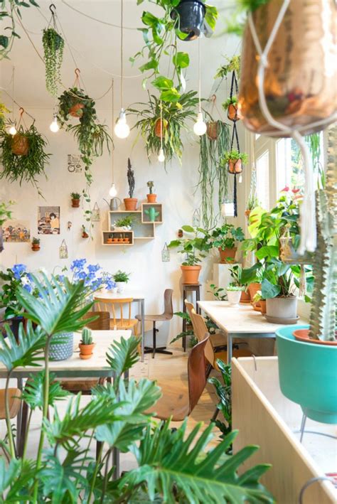 Schöne Zimmerpflanzen: So dekorieren Sie Ihr Zuhause mit pflegeleichten Pflanzen