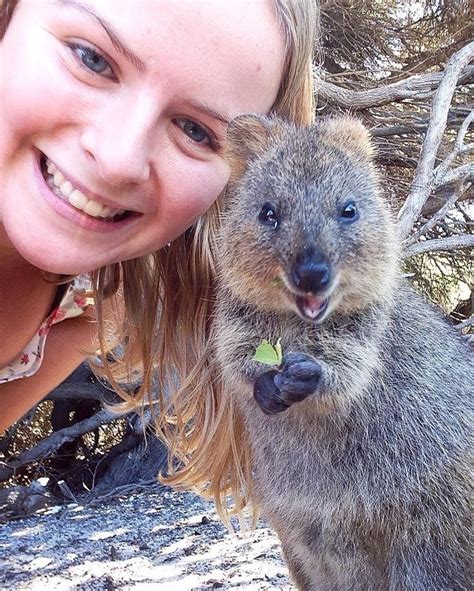 15 Quokka Selfies Too Cute to Ignore | Quokka animal, Quokka, Happy animals