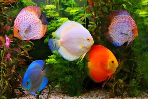 10 Awesome Plants for Discus Tanks (Species Guide) - Build Your Aquarium