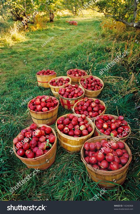 Old-Fashioned Apple Orchard Harvest Stock Photo 14246968 : Shutterstock