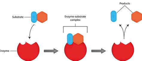 9 Unbelievable Facts About Substrate - Facts.net