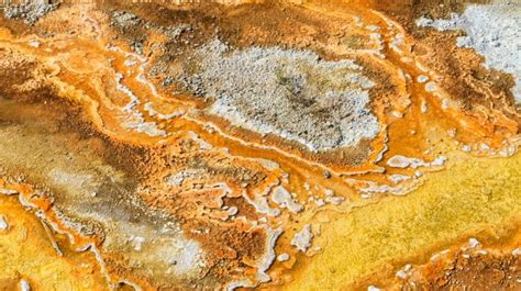 Archaea: 27 Characteristics Of These Most Ancient Organisms