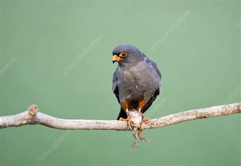 Male red-footed falcon - Stock Image - C001/0739 - Science Photo Library