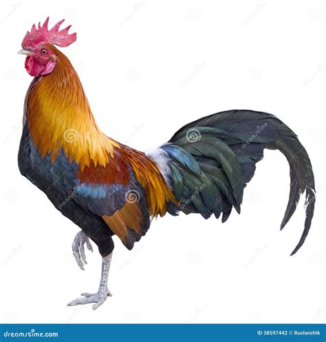 Rooster stock photo. Image of isolated, bird, color, colorful - 38597442