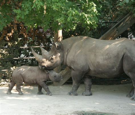 Black Rhinoceros | Animal Wildlife