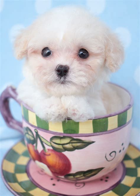 Teacup Poodle Puppy For Sale South Florida | Teacups, Puppies & Boutique