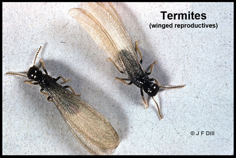 Winged Termites Damage