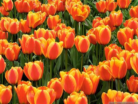 Free photo: Orange Tulips - Beautiful, Resource, Nature - Free Download ...